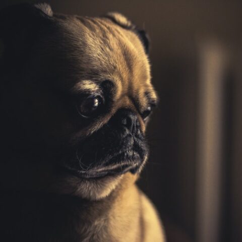 por-que-perro-triste-pug-21-de-julio-2020