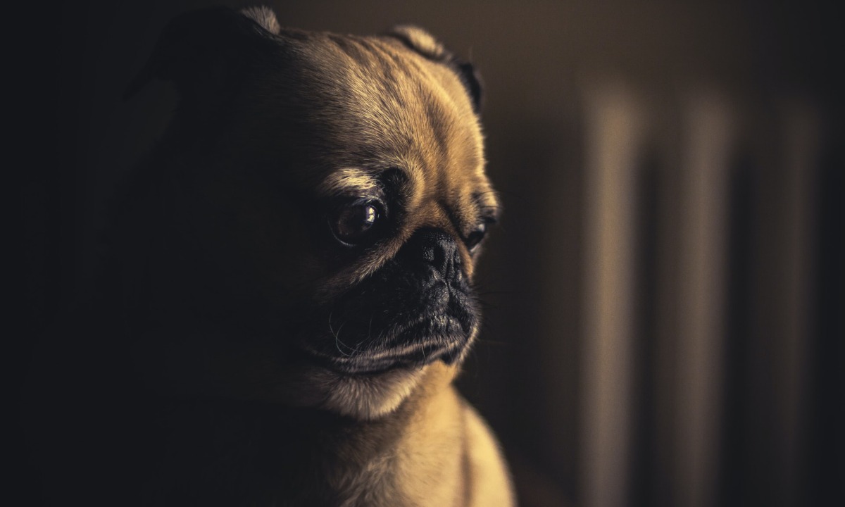 por-que-perro-triste-pug-21-de-julio-2020