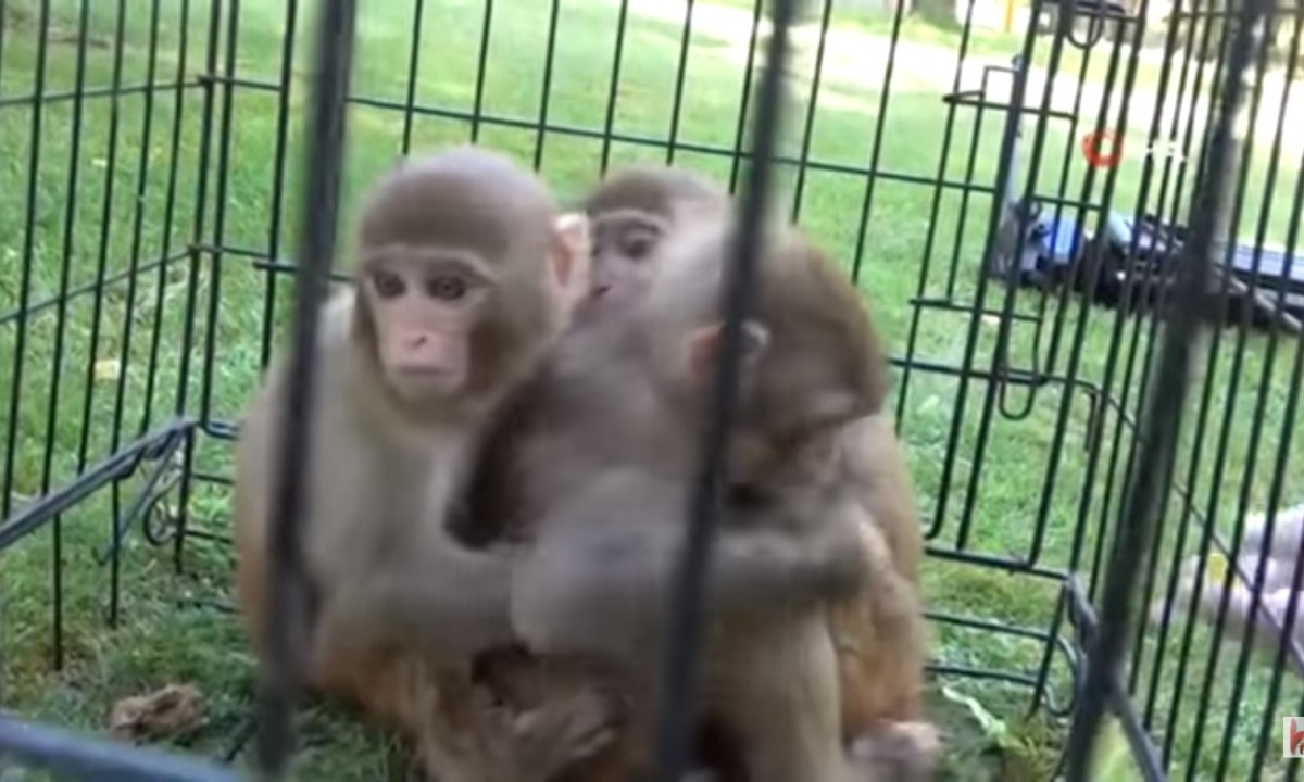 monos-abrazan-hermano-sindrome-down-29-julio-2020