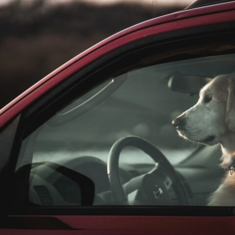 perro-encerrado-carro-13-de-julio-2020