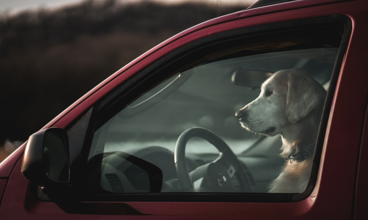 perro-encerrado-carro-13-de-julio-2020