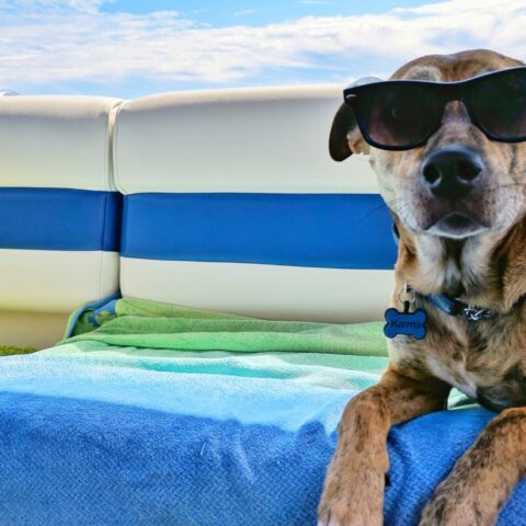 perro-inteligencia-artificial-mascotas-9-de-julio-2020