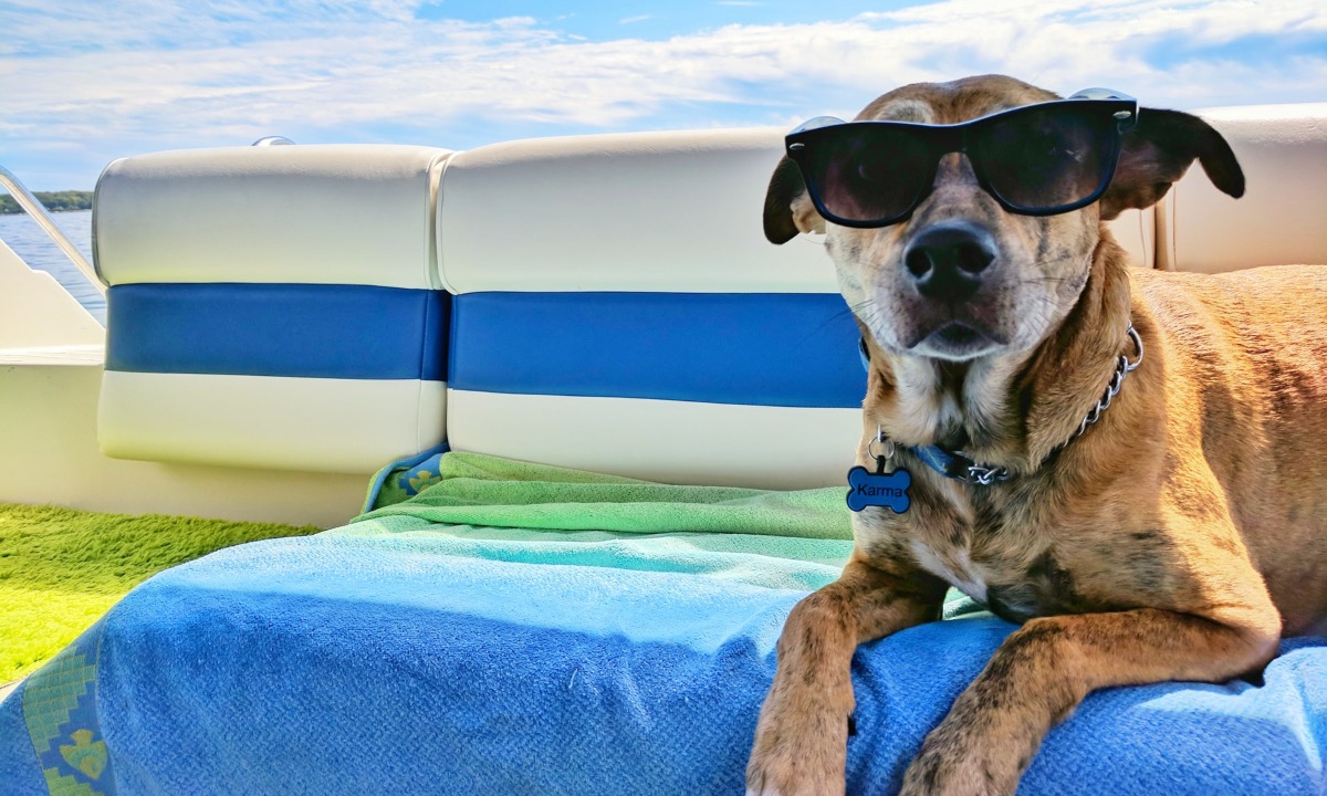 perro-inteligencia-artificial-mascotas-9-de-julio-2020