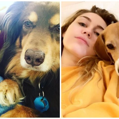 perro-pata-te-ama-15-de-julio-2020