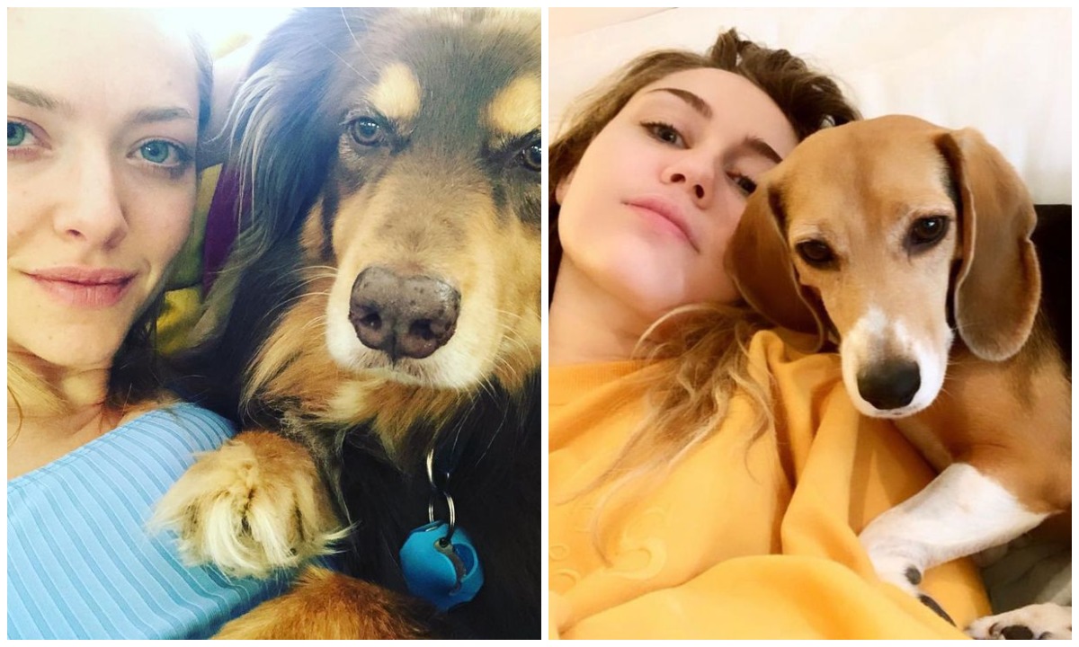 perro-pata-te-ama-15-de-julio-2020