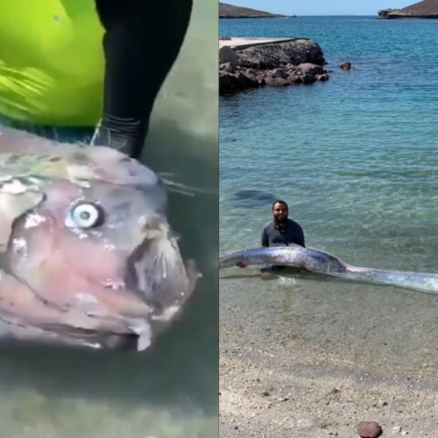 pez-remo-leyenda-20-de-julio-2020