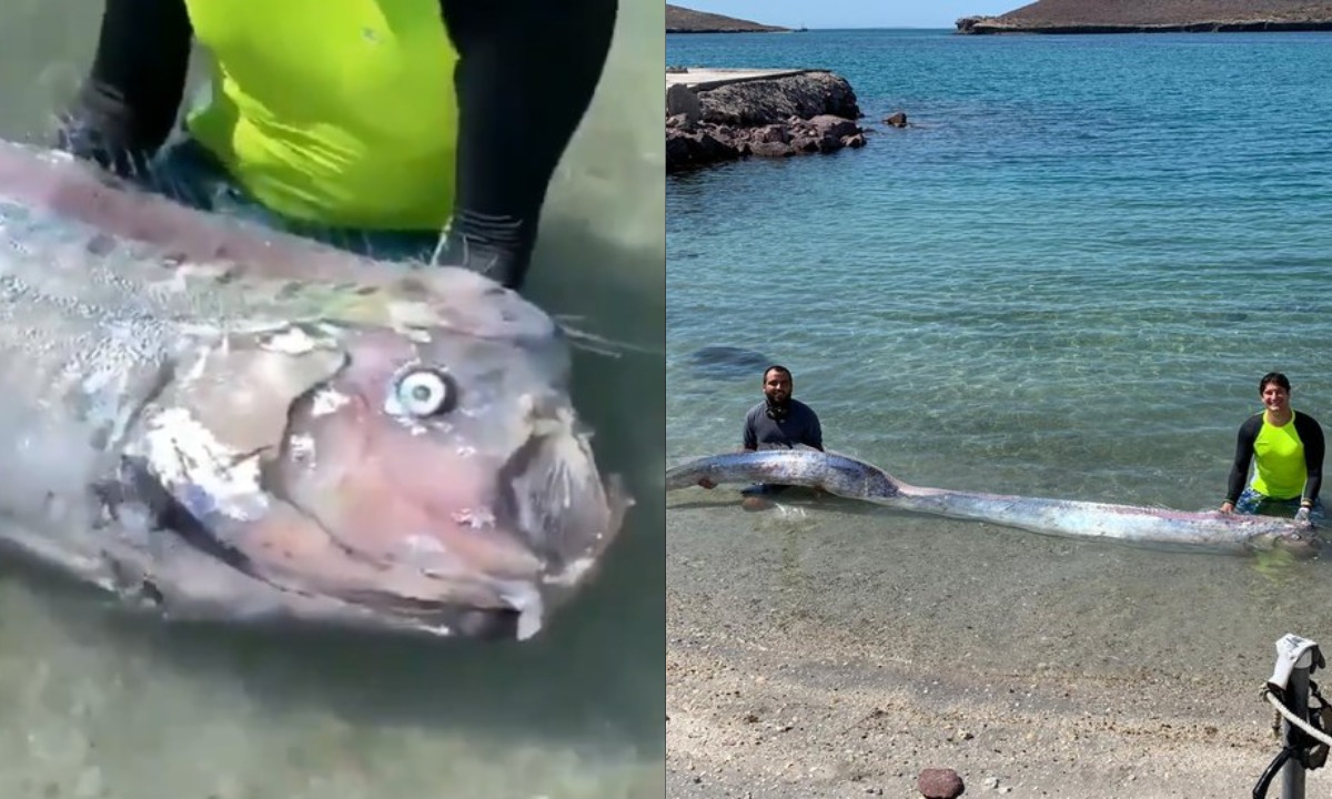 pez-remo-leyenda-20-de-julio-2020