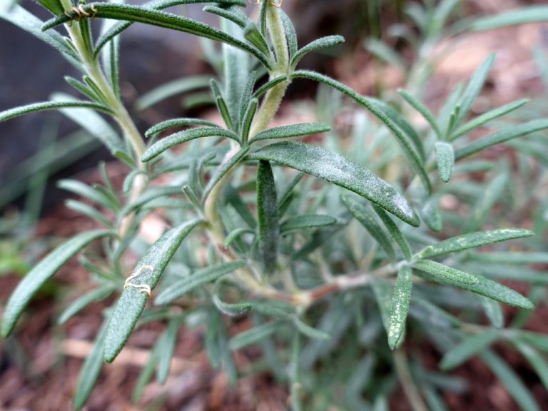 Plantitas-perfectas-para-cultivar-en-agua-que-además-lucirán-preciosas-en-tu-casa 17/07/20
