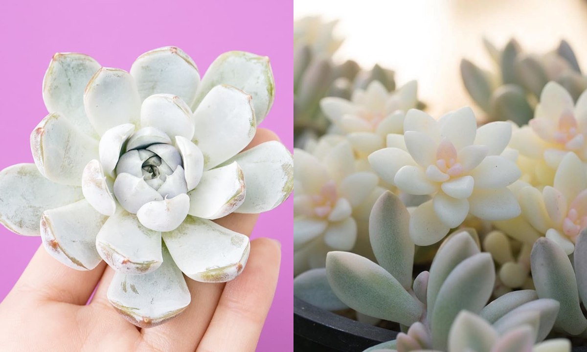 suculentas-blancas-plantas-27-julio-2020