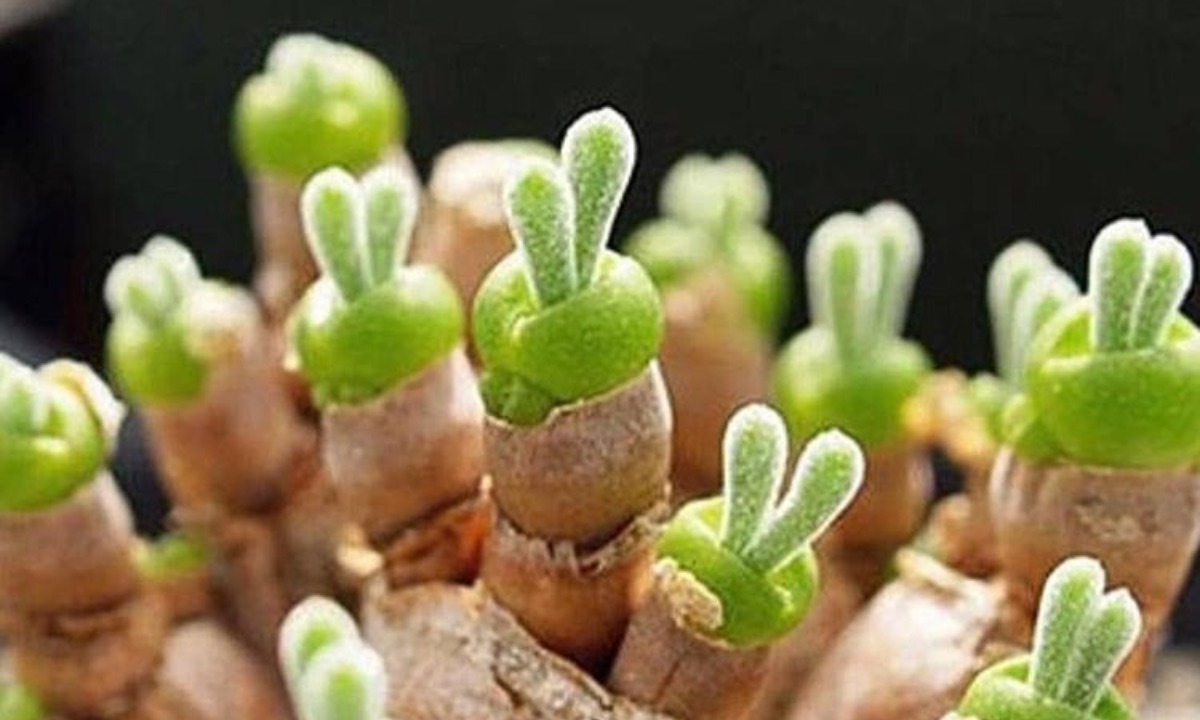 suculentas forma de conejo-2-de-julio-2020