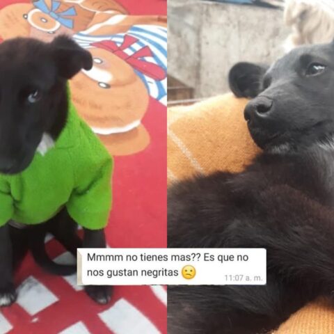 Tabata-perrita-negrita-perros-adopcion-6-de-julio-2020
