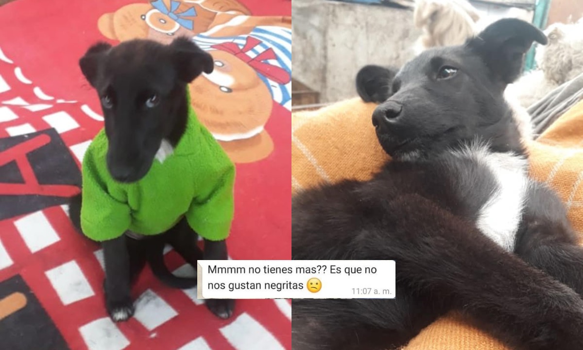 Tabata-perrita-negrita-perros-adopcion-6-de-julio-2020