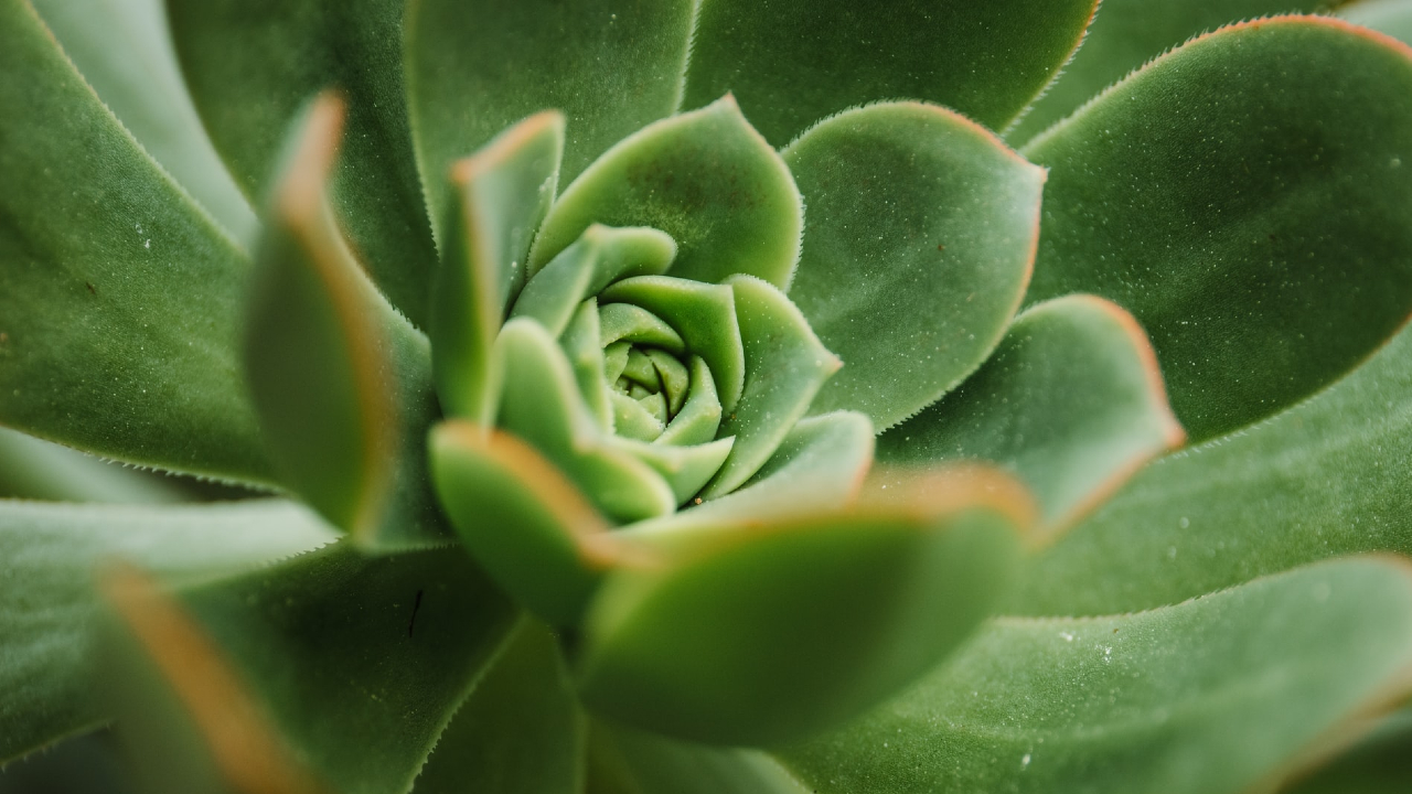 5 cosas que debes saber sobre el cuidado de las suculentas 06/08/20