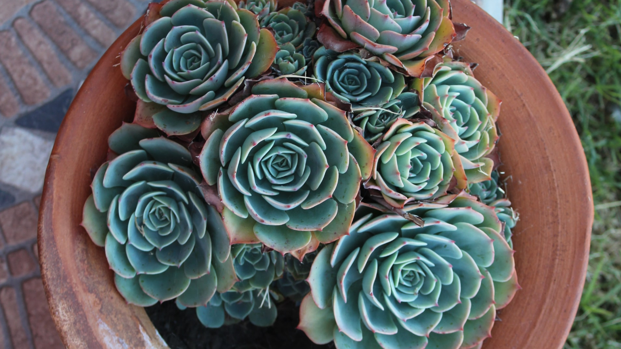 5 cosas que debes saber sobre el cuidado de las suculentas 06/08/20