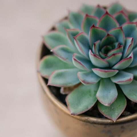 5 cosas que debes saber sobre el cuidado de las suculentas 06/08/20