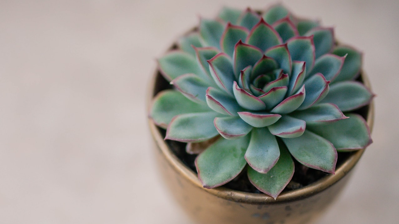 5 cosas que debes saber sobre el cuidado de las suculentas 06/08/20