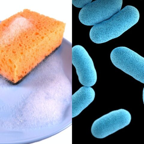 Las esponjas de cocina usadas para lavar los trastes son un nido de peligrosas bacterias