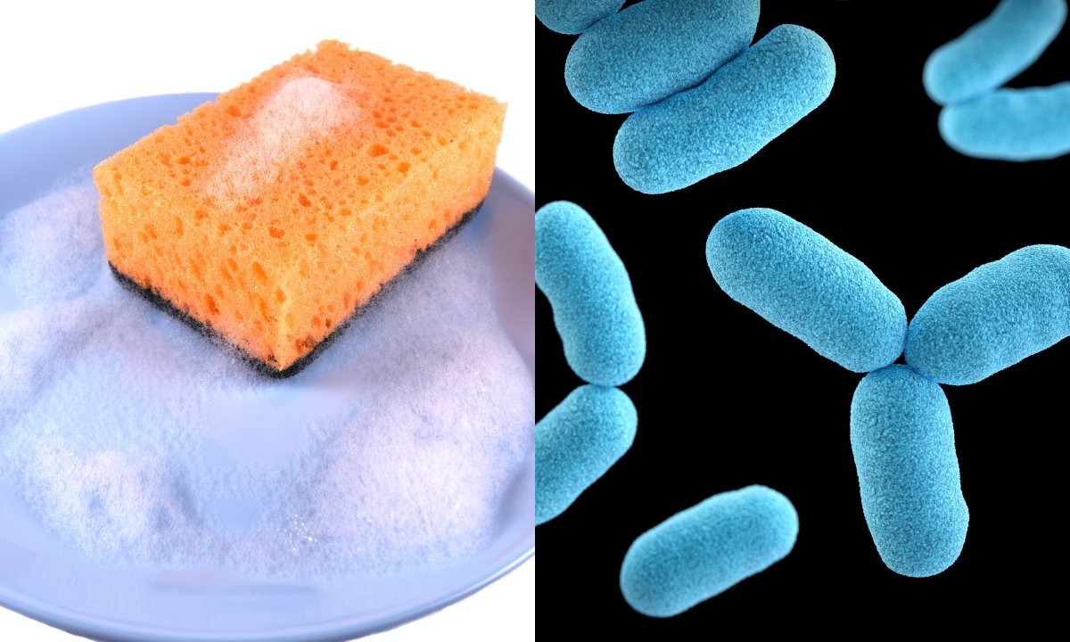 Las esponjas de cocina usadas para lavar los trastes son un nido de peligrosas bacterias