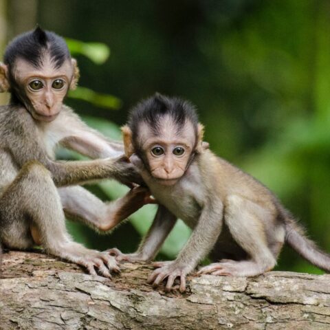 los zoologicos de costa rica cerraran y van a liberar a sus animales