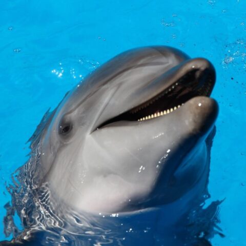 delfines