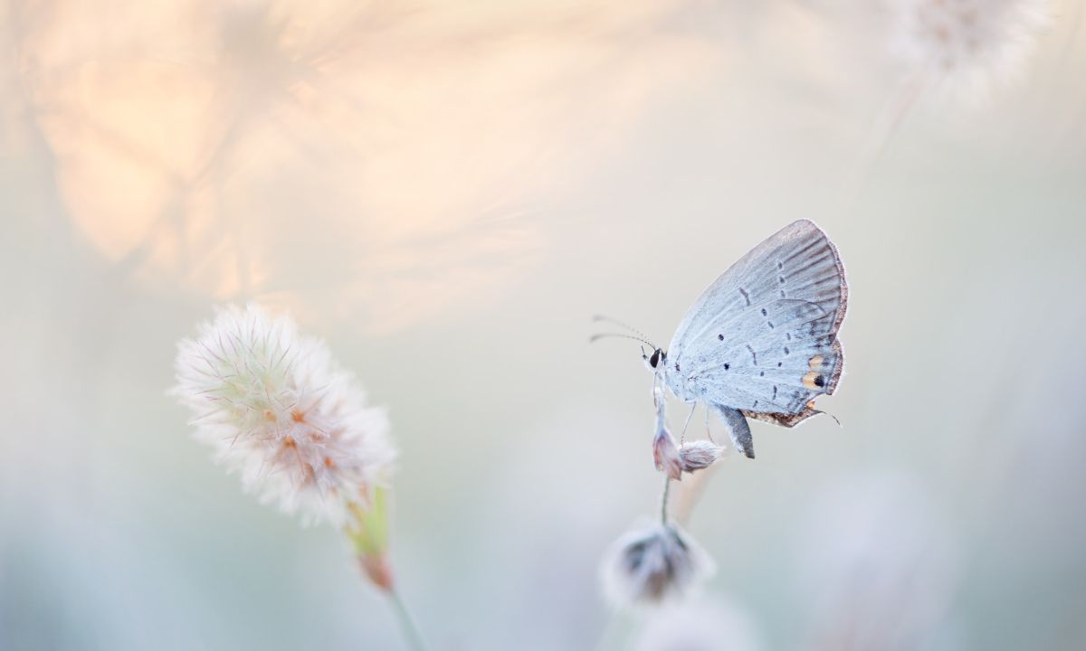 el significado espiritual de las mariposas y que significa cuando te visitan en casa o se posan sobre ti