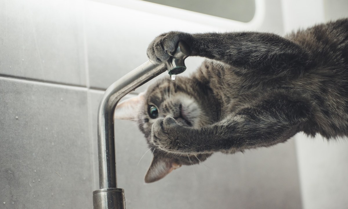 Por que no debes bañarte ni lavar los trastes cuando haya tormenta gato grifo