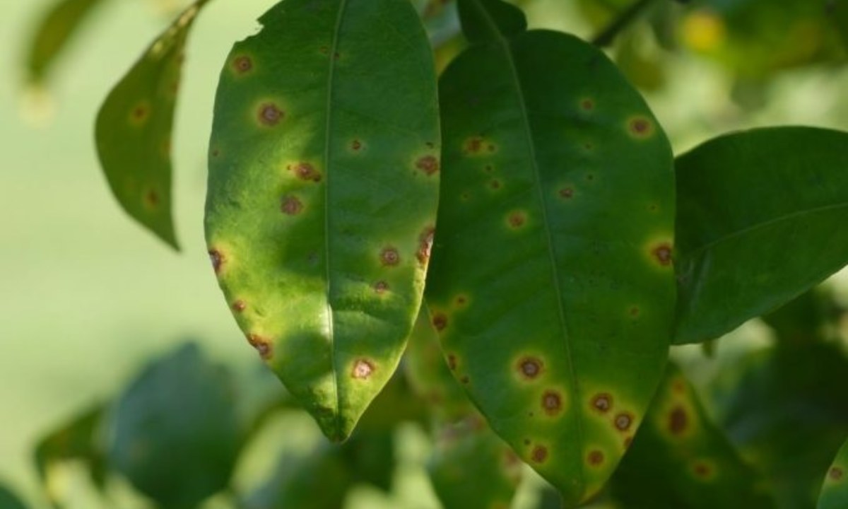 por que las hojas de tus plantas se ponen amarillas o con manchas y que hacer para solucionarlo