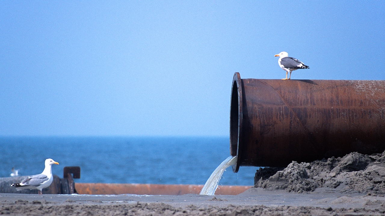 ¿Te gusta nadar en el mar? Heces humanas son el peor riesgo