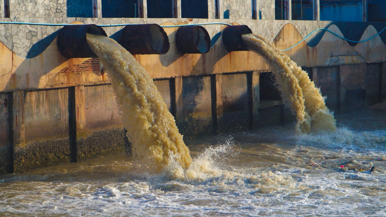 ¿Te gusta nadar en el mar? Heces humanas son el peor riesgo