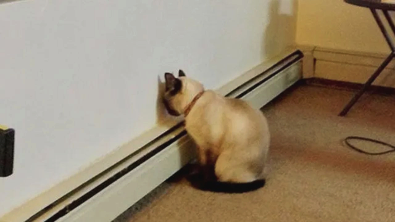 ¿Tu perro o gato apoya su cabeza contra la pared? Algo no anda bien con su salud