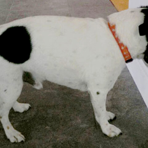 ¿Tu perro o gato apoya su cabeza contra la pared? Algo no anda bien con su salud