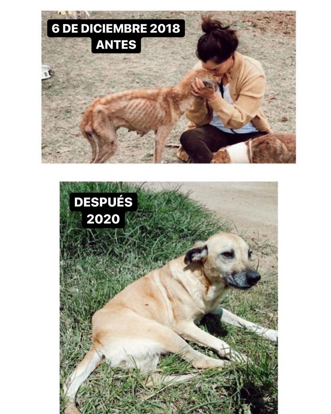 yadhira carrillo pone en adopcion perros