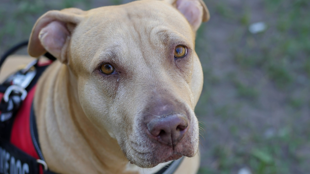 Arma un kit de emergencia para tu mascota, esto debe llevar