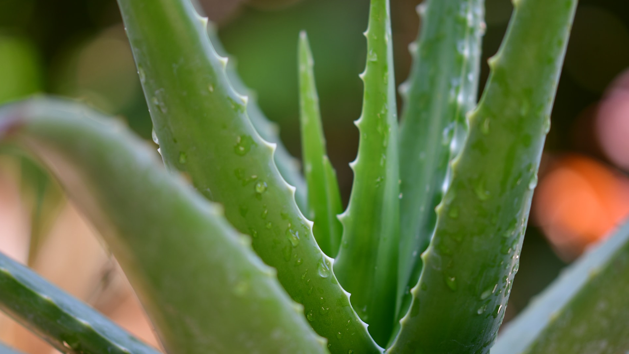 Enjuage bucal de aloe vera, el mejor remedio casero para acabar con las aftas