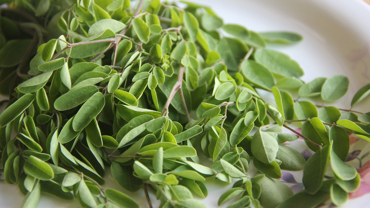 Moringa: Conoce todos los beneficios de este 'superfood'