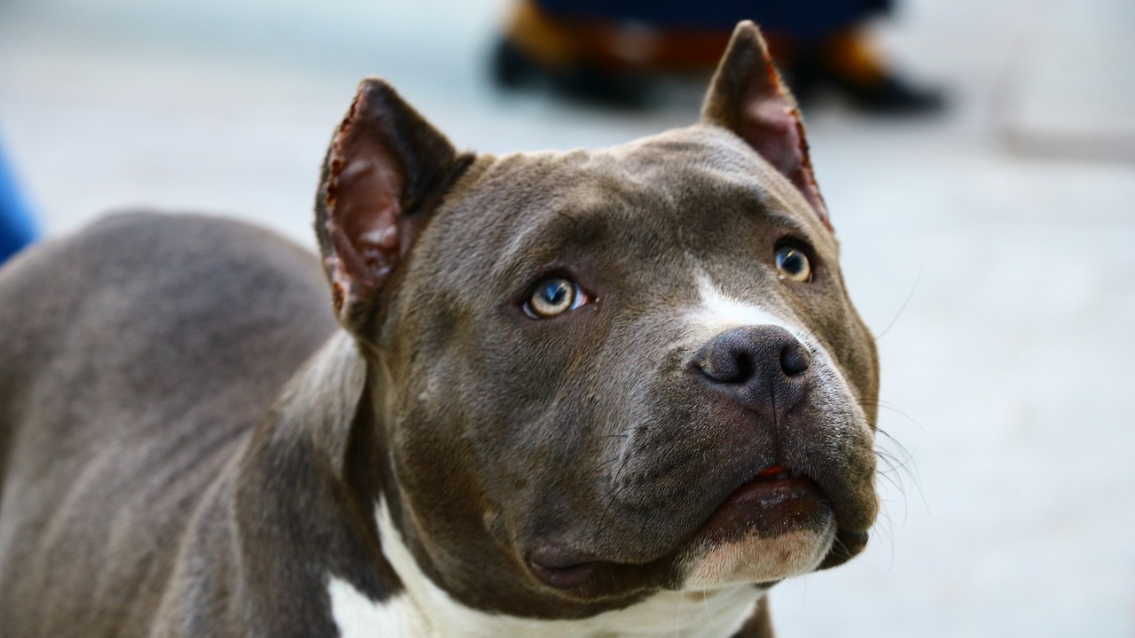 Razones por las que NO debes cortar la cola y orejas a tus mascotas