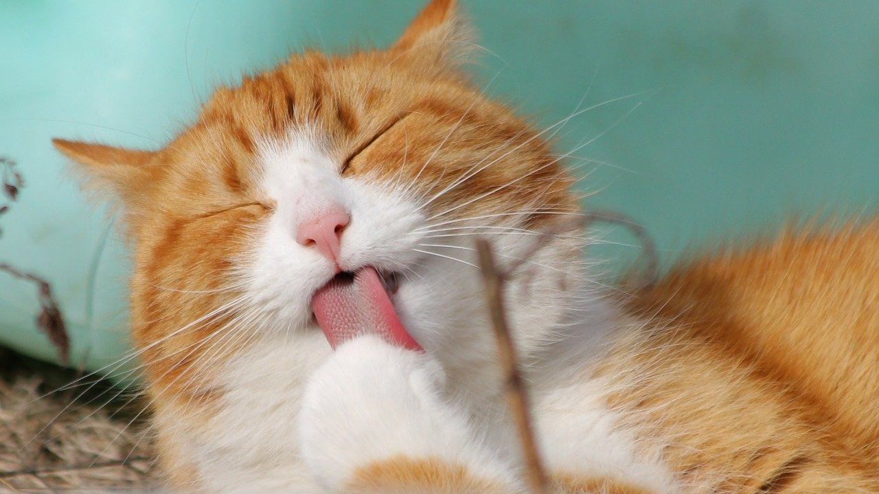 Razones por las que NO debes cortar la cola y orejas a tus mascotas