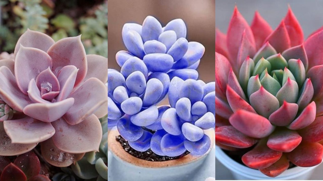 como cambiar color a las suculentas rojas rosas azules