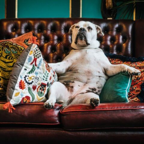 como-eliminar-olor-perro-casa