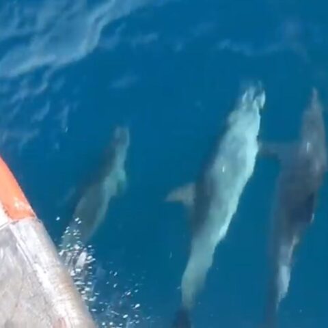 captan a delfines tomados de la aleta mientras nadan