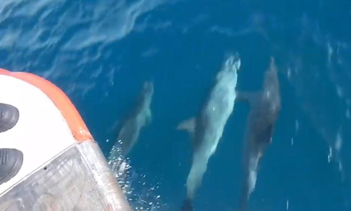 captan a delfines tomados de la aleta mientras nadan