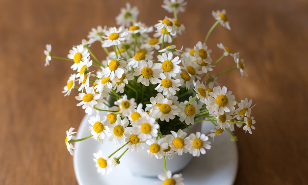 mascarillas-caseras-manzanilla