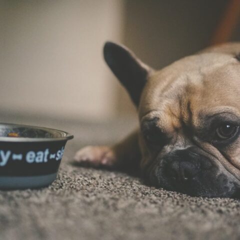que-hacer-perro-no-quiere-comer-croquetas