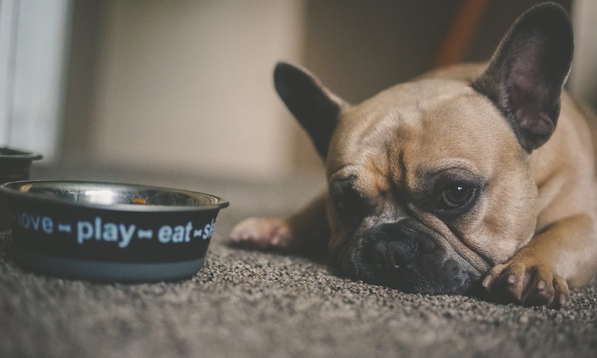 que-hacer-perro-no-quiere-comer-croquetas