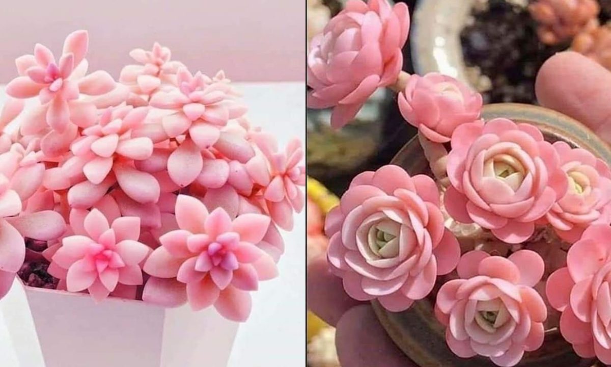 suculentas-rosas-decoracion