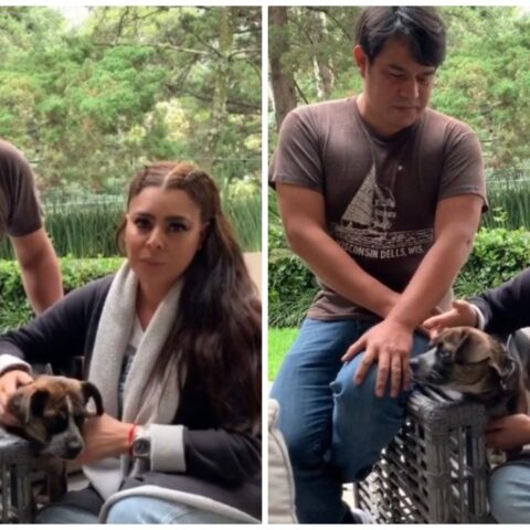 Yadhira Carrillo pone en adopcion mas de 300 perros