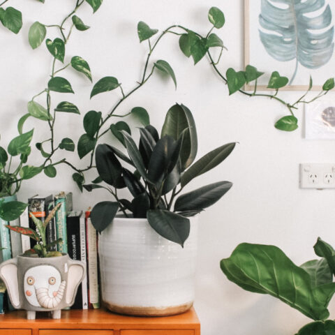 ¿Cómo saber si debo regar o atomizar mis plantas?