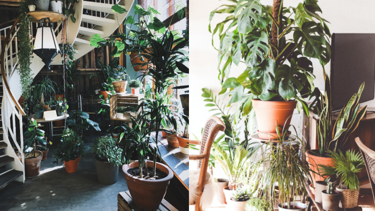 ¿Cómo saber si debo regar o atomizar mis plantas?