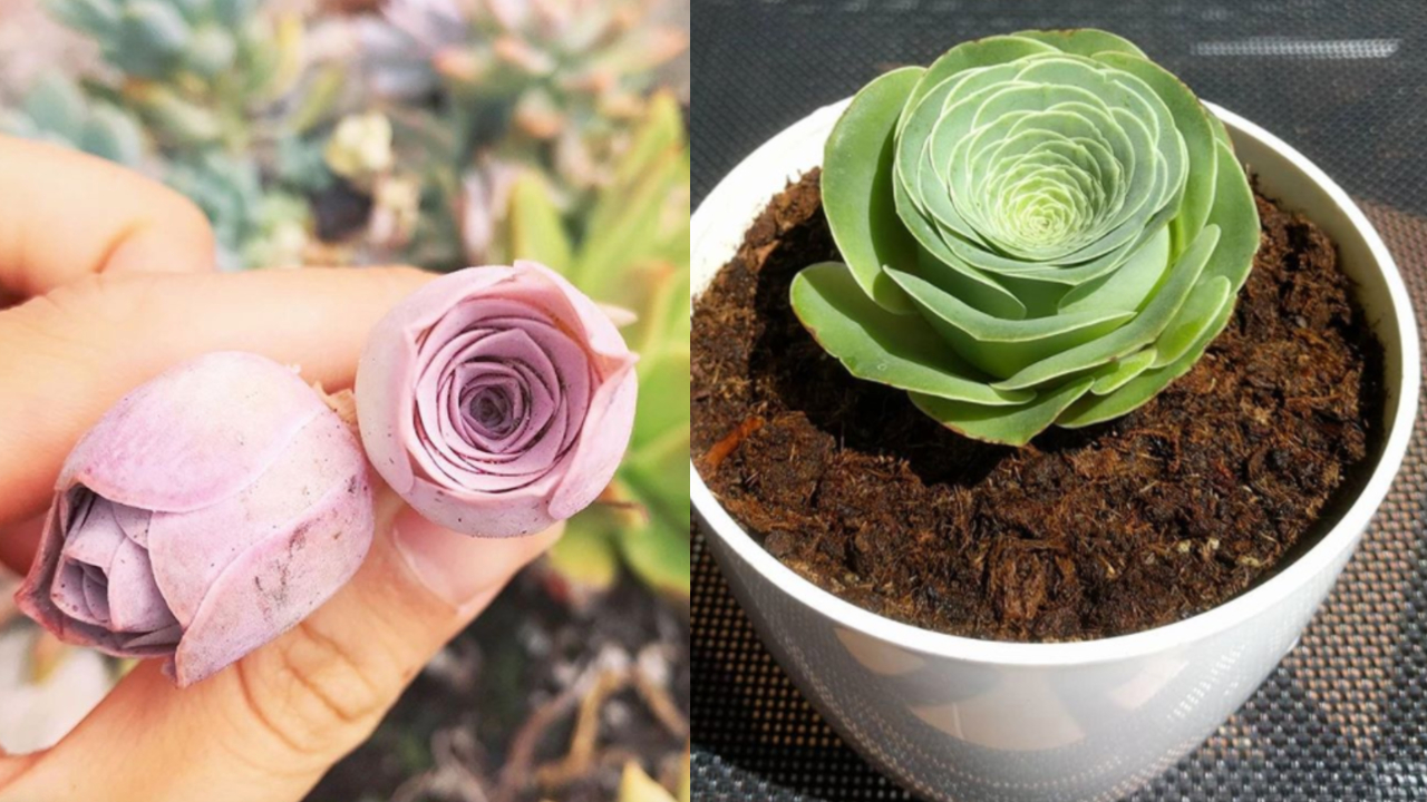 suculentas rosas hogar