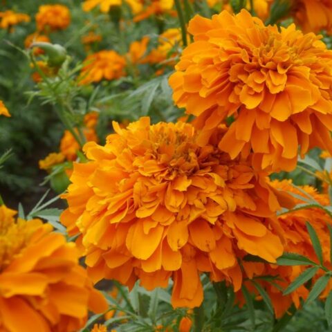 como cuidar tu flor de cempasuchil en maceta para que dure mucho tiempo